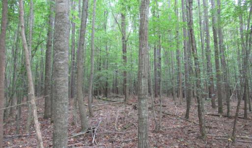 Photo #30 of 2643 Roberts Chapel, Goldston, NC 16.8 acres