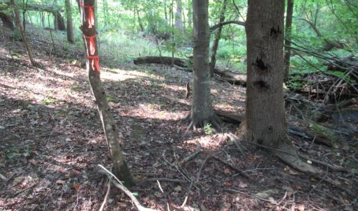 Photo #26 of 2643 Roberts Chapel, Goldston, NC 16.8 acres