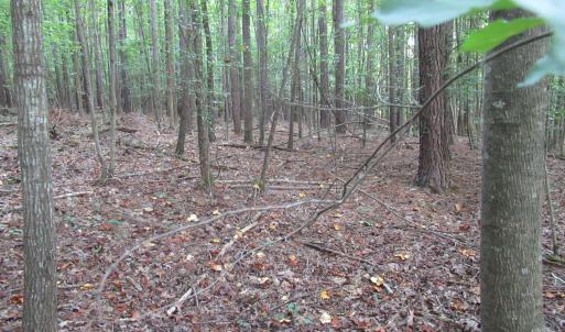 Photo #31 of 2643 Roberts Chapel, Goldston, NC 16.8 acres