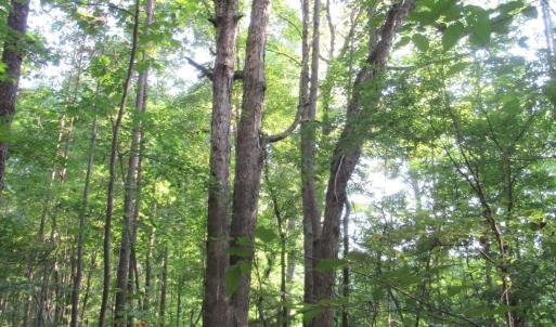 Photo #38 of 2643 Roberts Chapel, Goldston, NC 16.8 acres