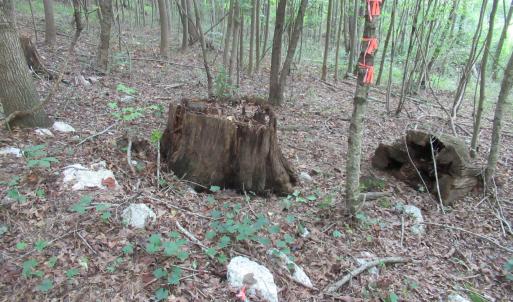 Photo #34 of 2643 Roberts Chapel, Goldston, NC 16.8 acres