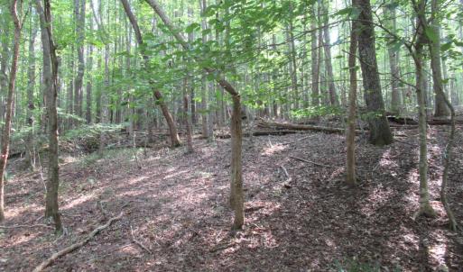 Photo #29 of 2643 Roberts Chapel, Goldston, NC 16.8 acres