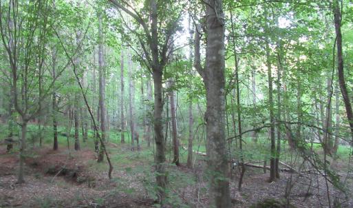 Photo #46 of 2643 Roberts Chapel, Goldston, NC 16.8 acres