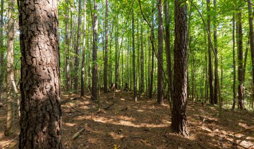 Photo #10 of 2643 Roberts Chapel, Goldston, NC 16.8 acres