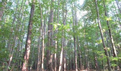 Photo #45 of 2643 Roberts Chapel, Goldston, NC 16.8 acres