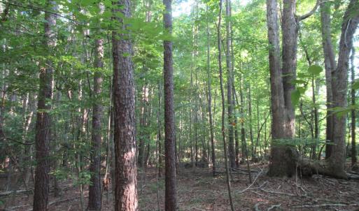 Photo #37 of 2643 Roberts Chapel, Goldston, NC 16.8 acres