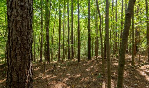 Photo #11 of 2643 Roberts Chapel, Goldston, NC 16.8 acres