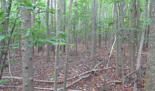 Photo #32 of 2643 Roberts Chapel, Goldston, NC 16.8 acres