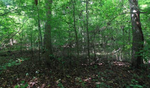 Photo #15 of 4220 Carolina 14, Reidsville, NC 16.4 acres