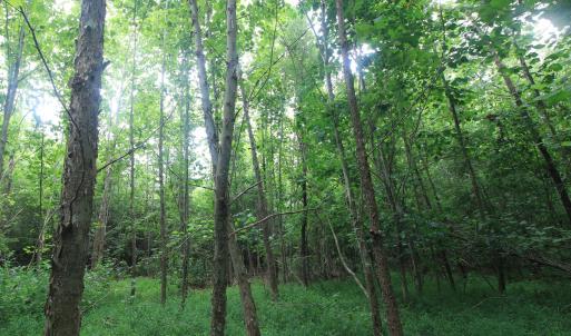 Photo #16 of 4220 Carolina 14, Reidsville, NC 16.4 acres