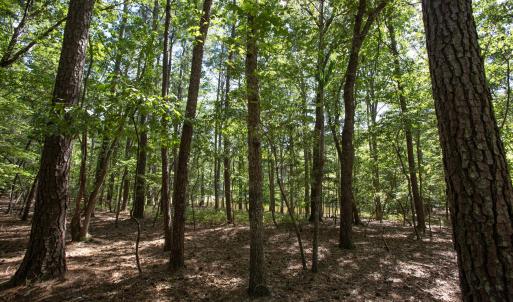 Photo #28 of 1716 Brassfield, Raleigh, NC 15.8 acres