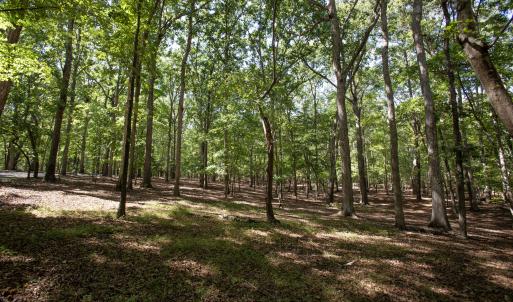 Photo #26 of 1716 Brassfield, Raleigh, NC 15.8 acres