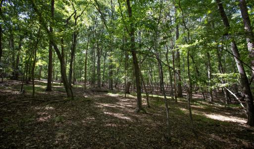 Photo #27 of 1716 Brassfield, Raleigh, NC 15.8 acres