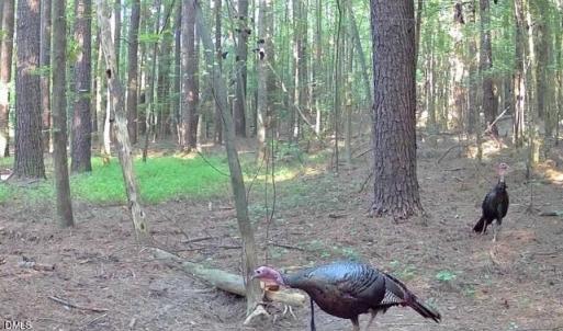 Photo #7 of Sunset, Oxford, NC 94.8 acres