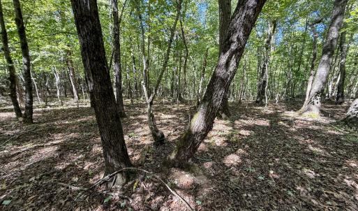 Photo #5 of Ralph Moore, Bear Creek, NC 25.0 acres