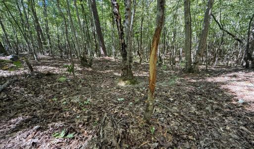 Photo #4 of Ralph Moore, Bear Creek, NC 25.0 acres