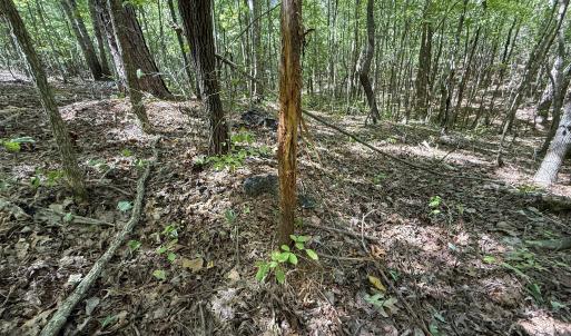 Photo #3 of Ralph Moore, Bear Creek, NC 25.0 acres
