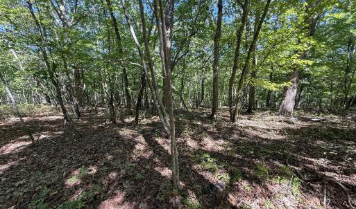 Photo #7 of Ralph Moore, Bear Creek, NC 25.0 acres