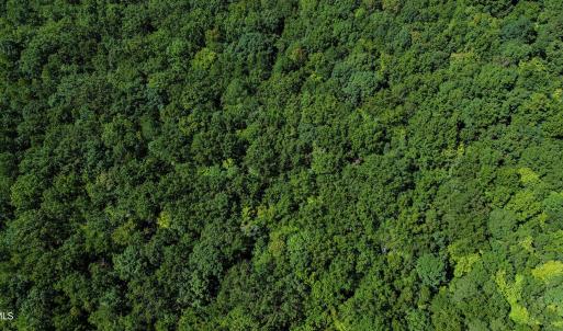 Photo #10 of Ralph Moore, Bear Creek, NC 25.0 acres