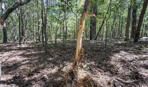 Photo #2 of Ralph Moore, Bear Creek, NC 25.0 acres
