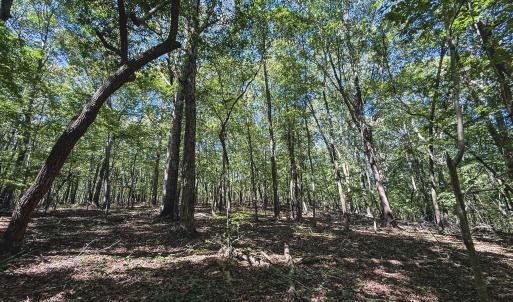 Photo #1 of Ralph Moore, Bear Creek, NC 25.0 acres
