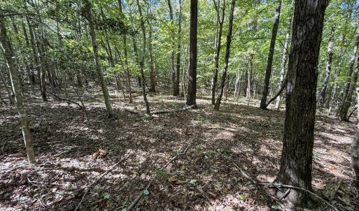 Photo #6 of Ralph Moore, Bear Creek, NC 25.0 acres