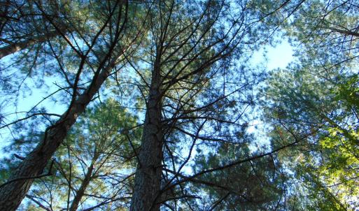 Photo #30 of County Home Rd., Yanceyville, NC 29.8 acres
