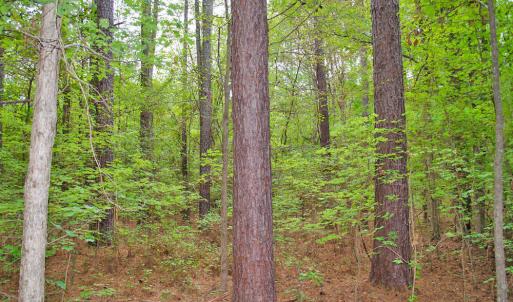 Photo #9 of 4656 Woodsdale, Roxboro, NC 103.0 acres