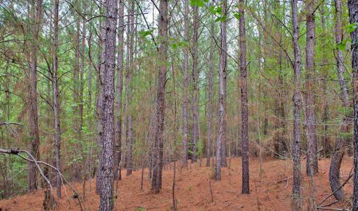 Photo #17 of 4656 Woodsdale, Roxboro, NC 103.0 acres