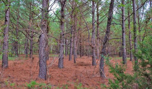 Photo #15 of 4656 Woodsdale, Roxboro, NC 103.0 acres