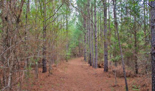 Photo #16 of 4656 Woodsdale, Roxboro, NC 103.0 acres