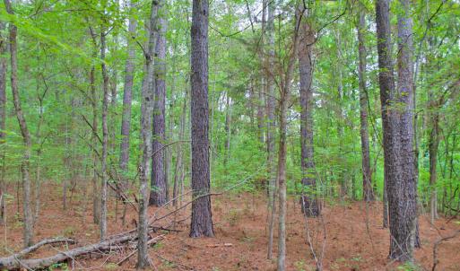 Photo #5 of 4656 Woodsdale, Roxboro, NC 103.0 acres