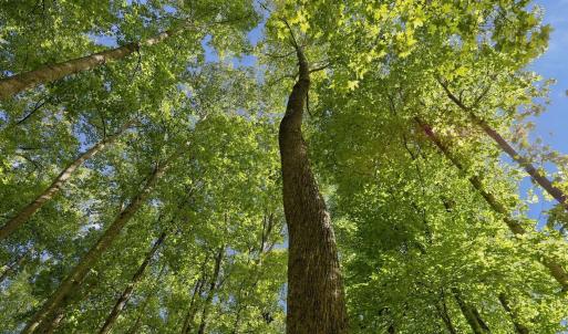 Photo #22 of 605 Canotage, Cedar Grove, NC 1.0 acres