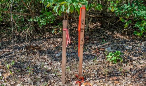 Photo #13 of Buckhorn, Sanford, NC 206.5 acres