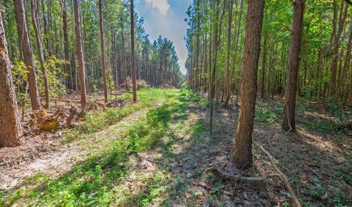 Photo #30 of Buckhorn, Sanford, NC 206.5 acres