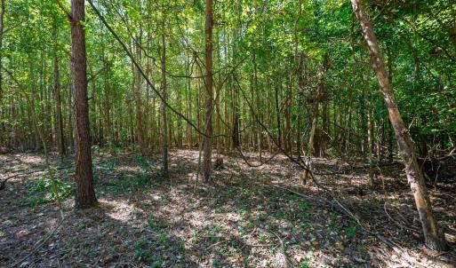 Photo #31 of Buckhorn, Sanford, NC 206.5 acres