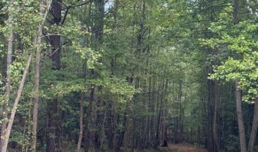 Photo #11 of 3829 Standing Pine, Zebulon, NC 7.9 acres