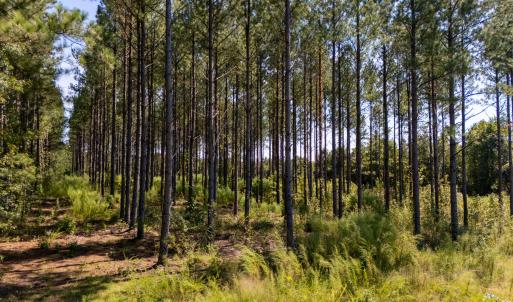 Photo #11 of Mcleod, Broadway, NC 148.3 acres