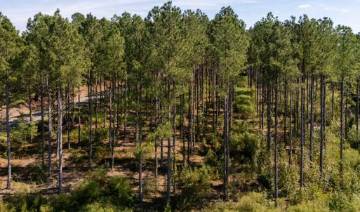 Photo #8 of Mcleod, Broadway, NC 148.3 acres