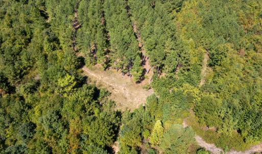Photo #2 of Mcleod, Broadway, NC 148.3 acres
