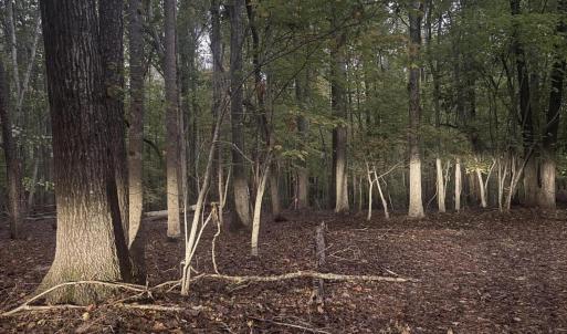Photo #5 of Dark Oaks, Pittsboro, NC 0.9 acres