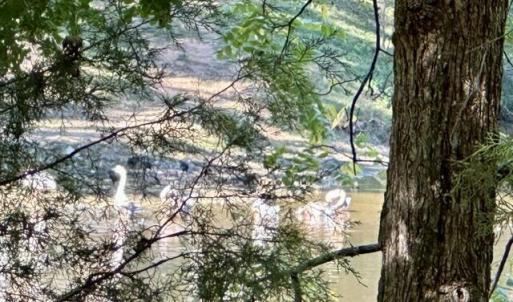 Photo #16 of 3 Harmony Church, Efland, NC 10.0 acres