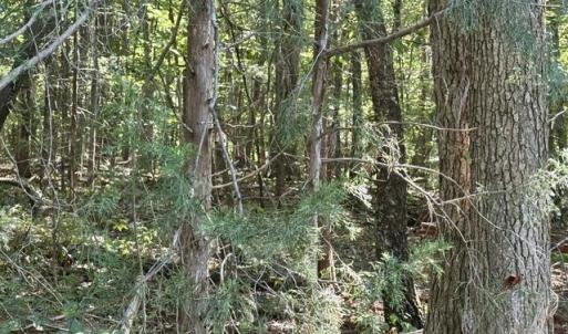 Photo #15 of 3 Harmony Church, Efland, NC 10.0 acres