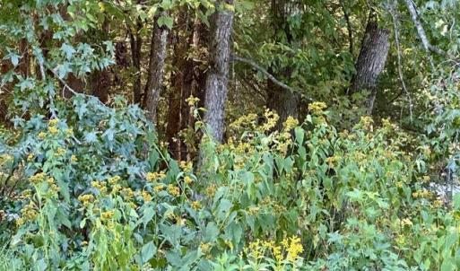 Photo #6 of 3 Harmony Church, Efland, NC 10.0 acres