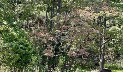 Photo #7 of 3 Harmony Church, Efland, NC 10.0 acres