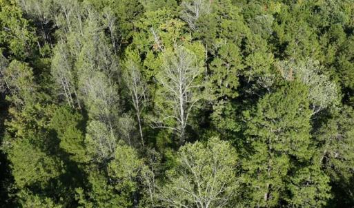 Photo #9 of Tbd Fontaine, Roxboro, NC 94.8 acres