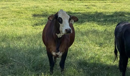 Photo #12 of 2475 Coleridge, Siler City, NC 140.0 acres