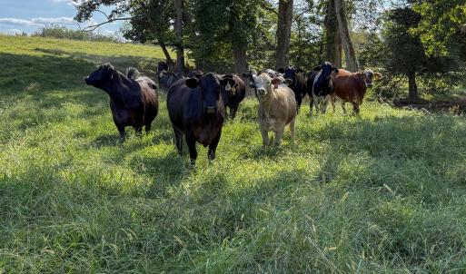 Photo #11 of 2475 Coleridge, Siler City, NC 140.0 acres