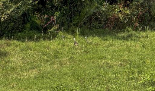 Photo #8 of 2475 Coleridge, Siler City, NC 140.0 acres