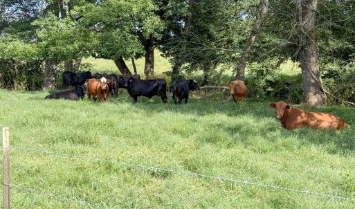 Photo #5 of 2475 Coleridge, Siler City, NC 140.0 acres